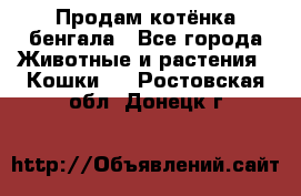 Продам котёнка бенгала - Все города Животные и растения » Кошки   . Ростовская обл.,Донецк г.